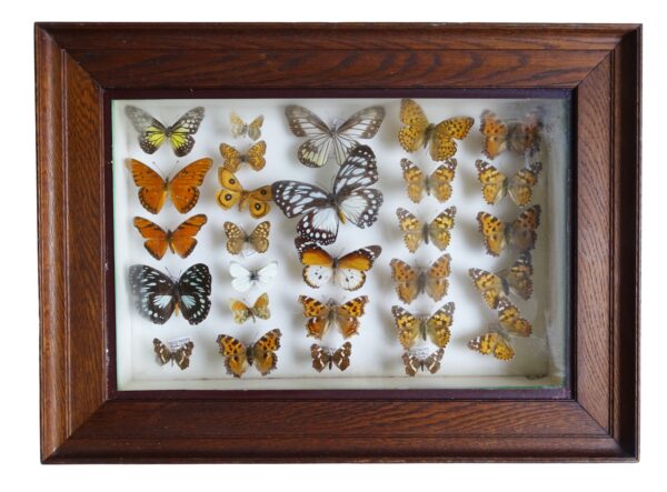 Lepidopterology - Vintage French cTaxidermy Butterflies